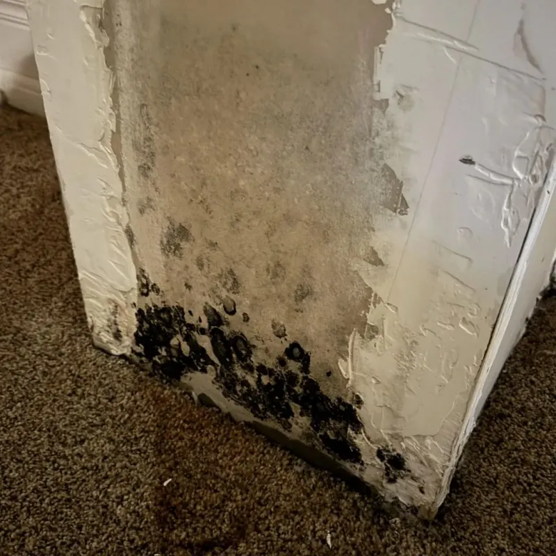 Professional Mold Removal in Lincoln, RI